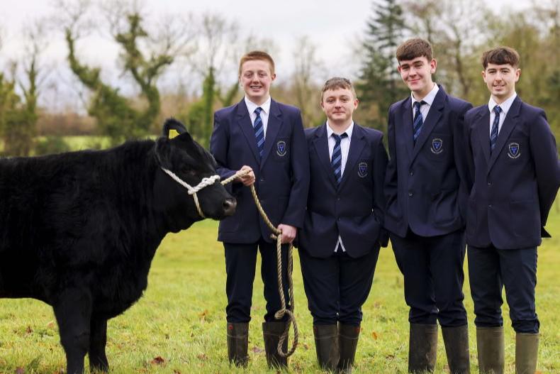 Four male students in school uniforms stand beside a black cow in a grassy field.